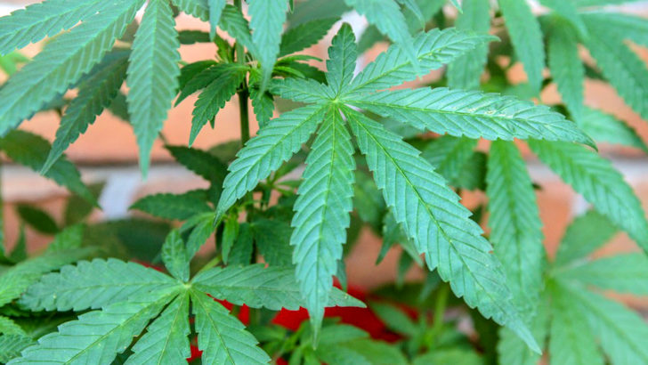 “ปิยะสกล” ย้ำ “กัญชา” ยังให้ใช้ทางการแพทย์เท่านั้น ไม่ได้อนุญาตให้ทำอย่างอื่น