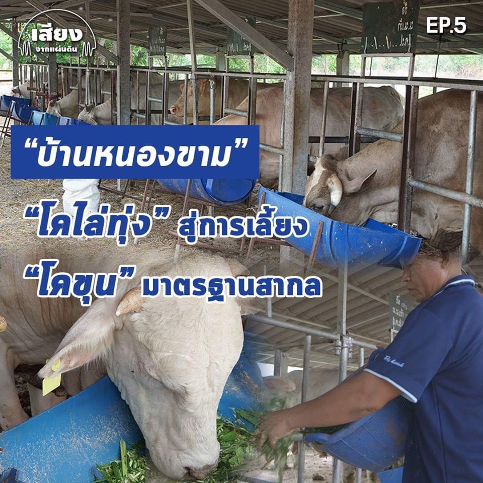 สารคดีเสียงจากแผ่นดิน#5 – EP.5 : ยกระดับโคไล่ทุ่ง สู่โคเนื้อขุนคุณภาพ