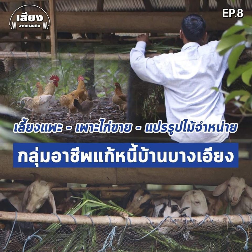 สารคดีเสียงจากแผ่นดิน#5 – EP.8 : เลี้ยงแพะ เพาะไก่ขาย แปรรูปไม้จำหน่าย ที่กลุ่มอาชีพบ้านบางเอียง