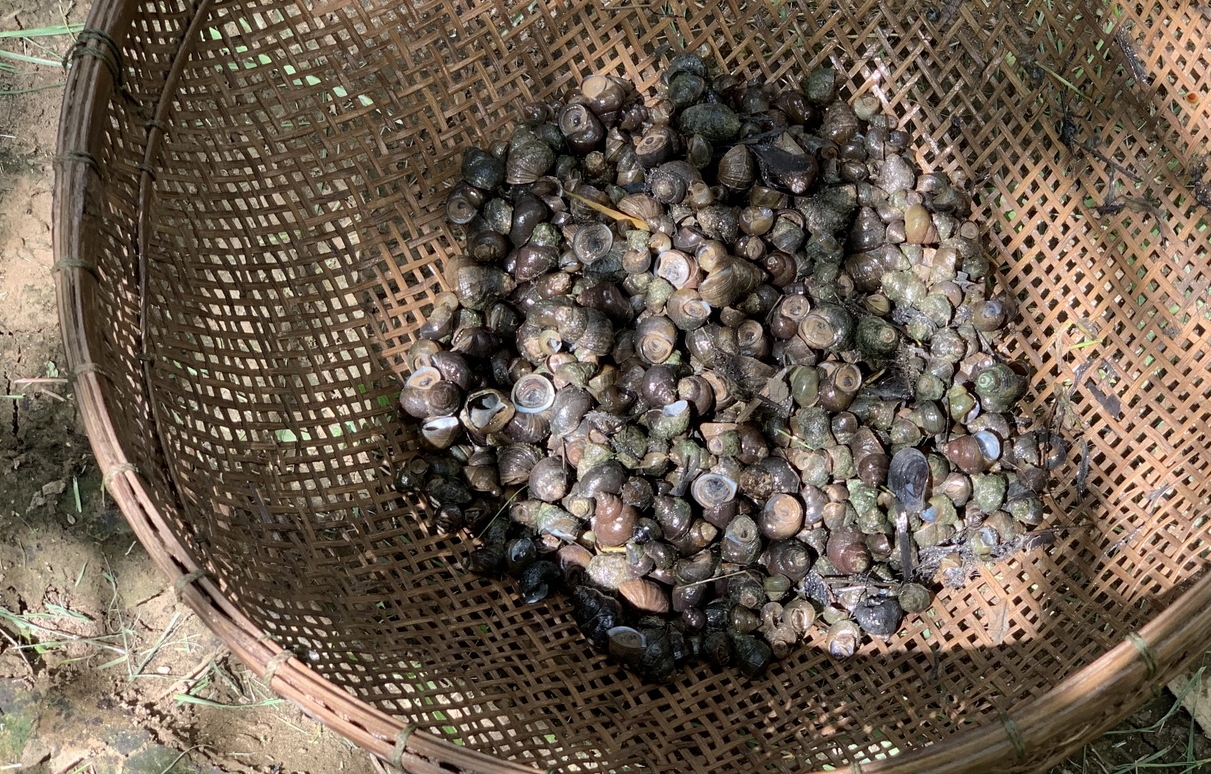 เกษตรกรหนองคาย เลี้ยงหอยขมตามวิถีเศรษฐกิจพอเพียงหนุนรายได้ 100 บาท/กก.
