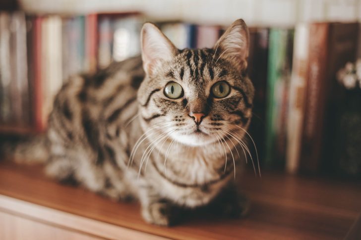 cat-4097325_1280