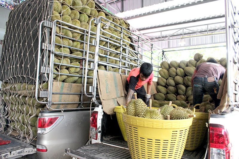 ล้งจันท์วิกฤตขาดตู้คอนเทนเนอร์ส่งจีน เร่งระบายทุเรียนขายตลาดในประเทศหวั่นทำราคาดิ่ง