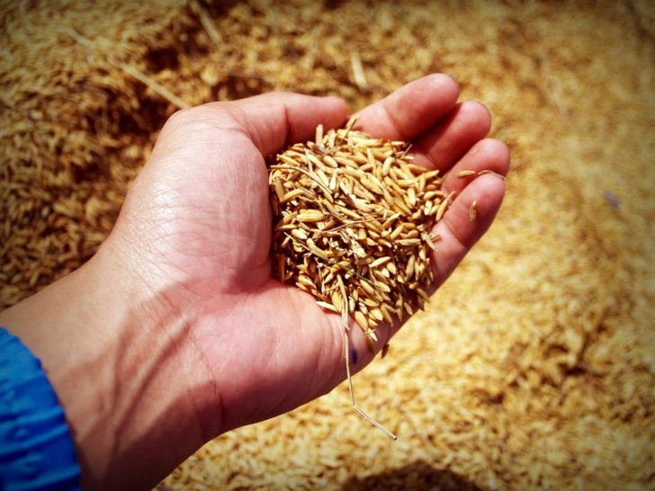 rice-1549130_960_720