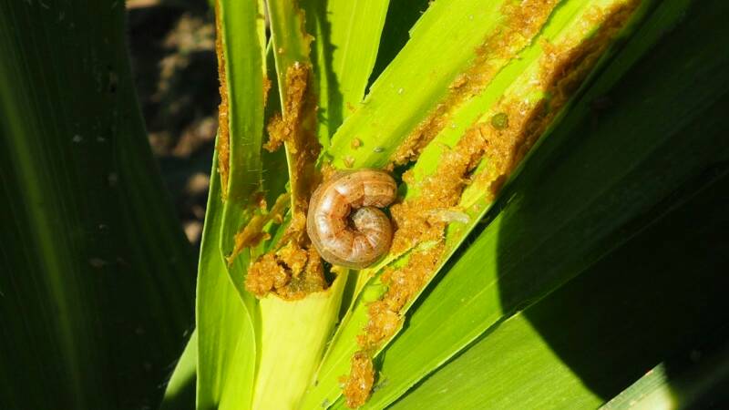 หนอนกระทู้ข้าวโพดลายจุดระบาดหนัก ผู้ผลิตข้าวโพดหวานเร่งรับมือ