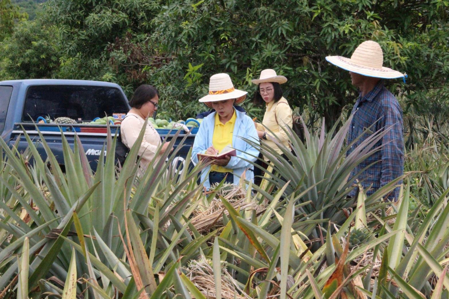พาณิชย์ลำปาง ลงพื้นที่สำรวจผลผลิตสับปะรดไม่พอต่อความต้องการ ดันราคาปรับตัวสูงขึ้นถึง กก.ละ 13 บ.