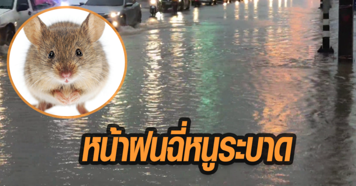 สธ.เตือนฝนตกชุก ระวังโรคฉี่หนู ป่วยพุ่ง 622 ราย ตาย 8 รายแล้ว