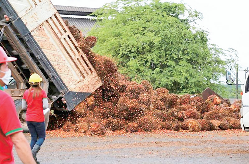“ไบโอดีเซล” ดันราคาปาล์มพุ่ง CPO แซงตลาดโลก-หวั่นน้ำมันเถื่อนทะลัก