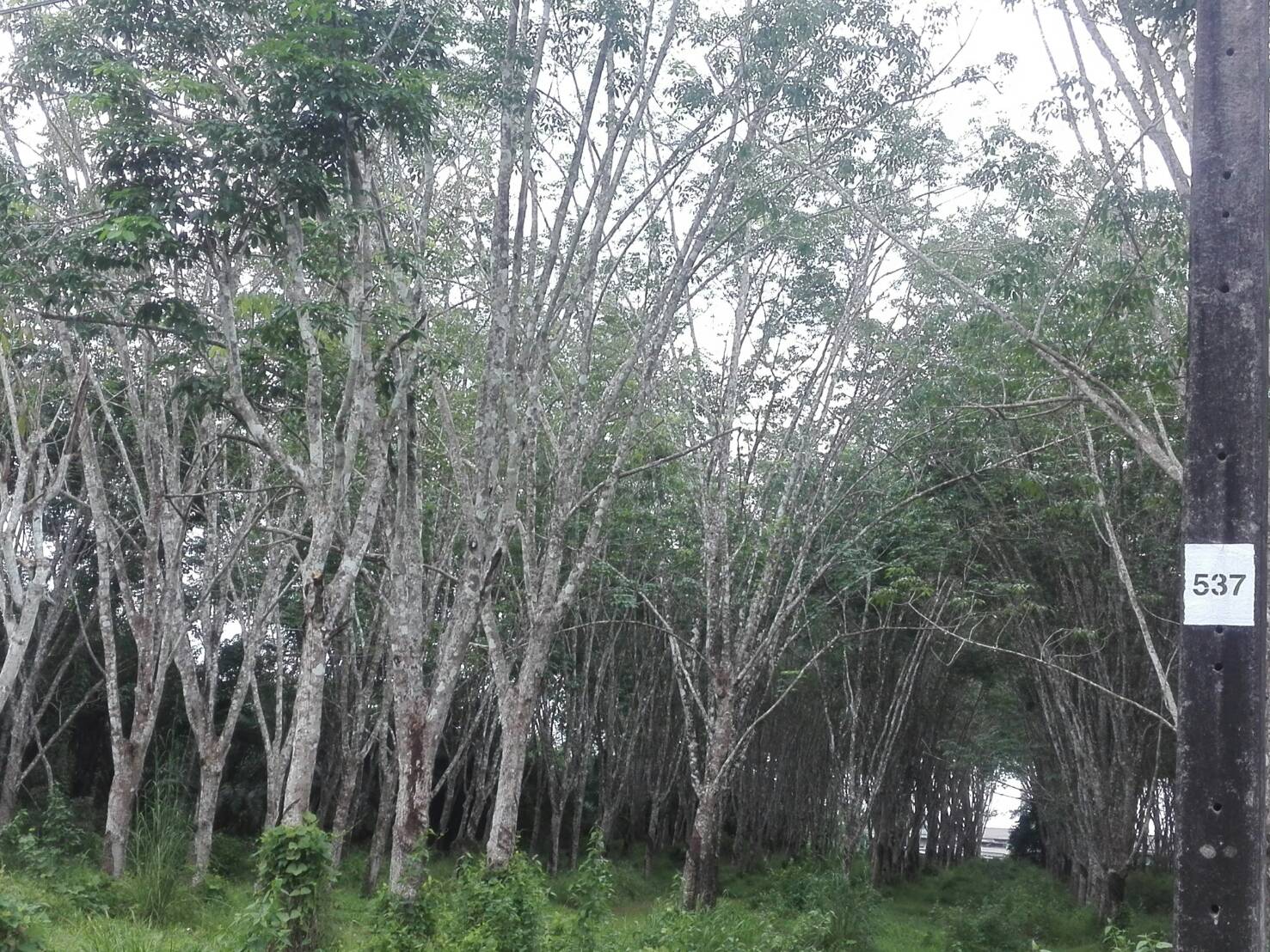 ตรังเตือนเกษตรกรเฝ้าระวังโรครากขาวยางพาราช่วงหน้าฝน หวั่นระบาดรุนแรง