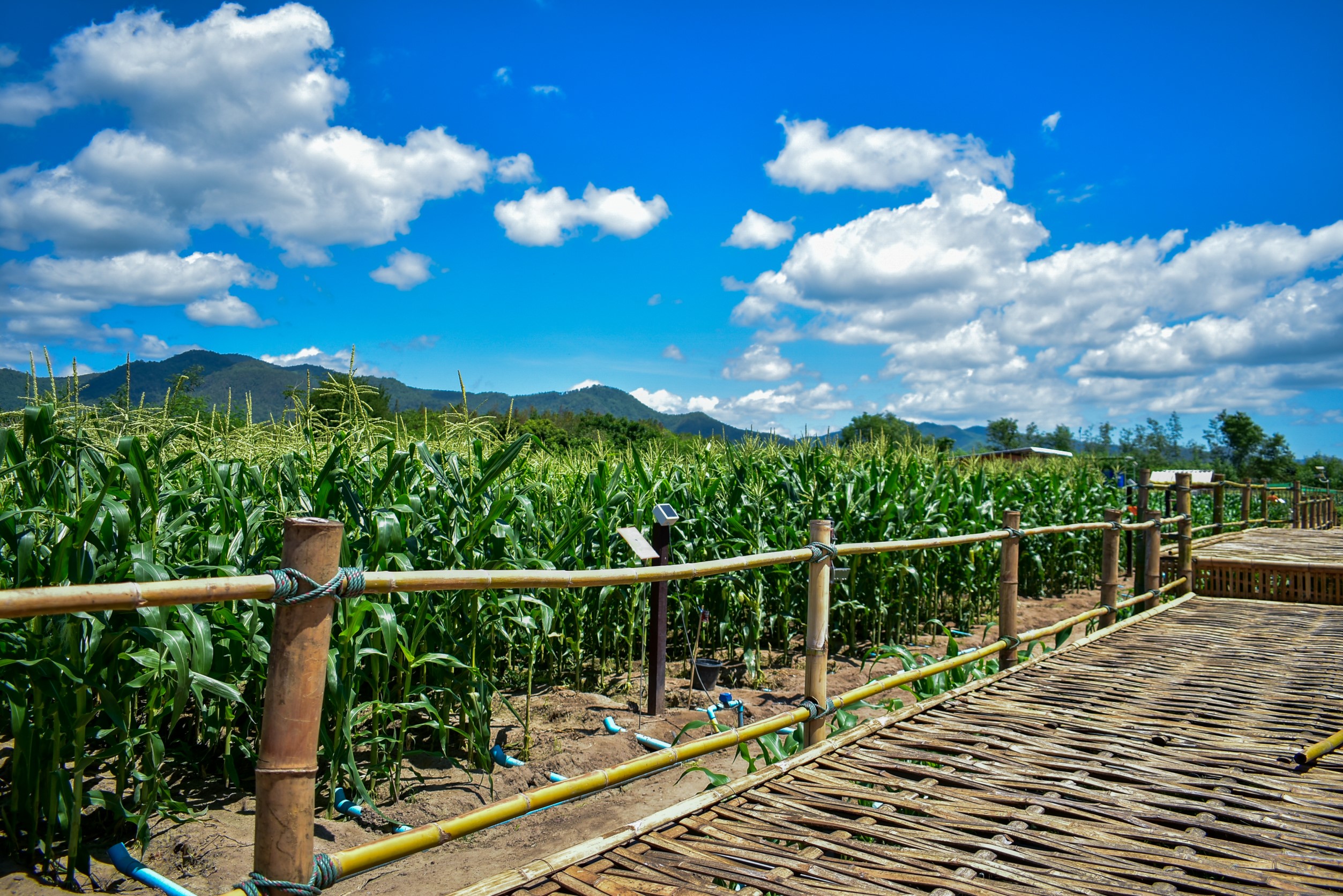 ซันสวีทMOUอีสท์เวสท์ซีด ยกระดับ smart farm ดึงนวัตกรรมรถเกี่ยวแก้ปัญหาแรงงาน