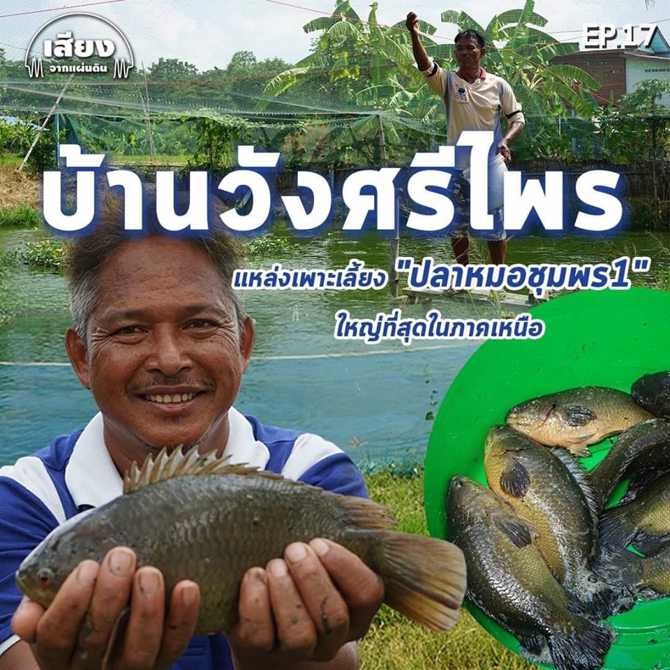 สารคดีเสียงจากแผ่นดิน#5-EP.17 : ชุมชนบ้านวังศรีไพร ต.ดงเดือย อ.กงไกรลาศ จ.สุโขทัย