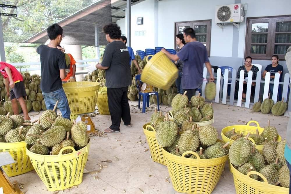 ตลาดกลางมหานครผลไม้เมืองจันท์วุ่น ชาวสวน “ทุเรียน-มังคุด” เสียงแตกหวั่นไม่คุ้มทุน