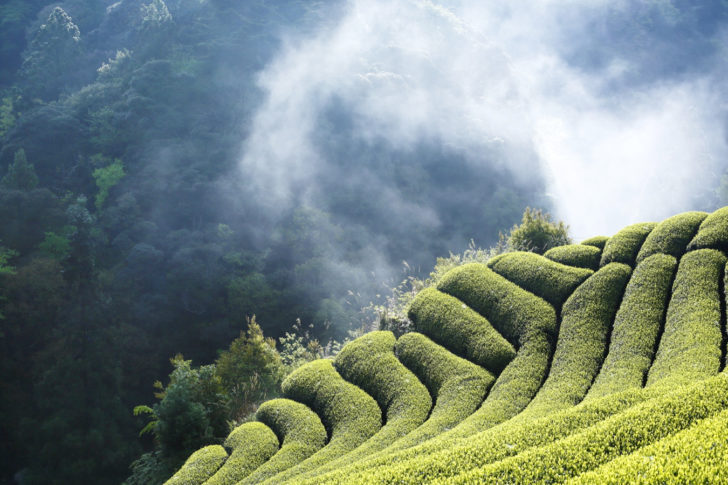 Shizuoka Hojicha_16