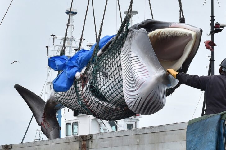 whale-728x485