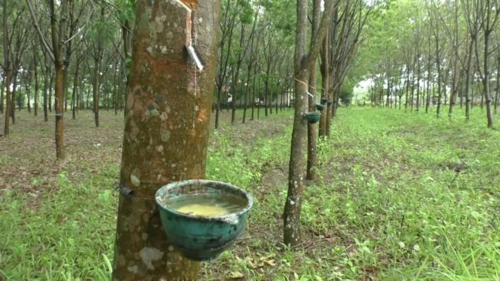 กรีดยาง1 สวนยางที่ไม่ได้มีเพียงแค่ยาง…ทางออกของเกษตรกรในยุคราคายางผันผวน
