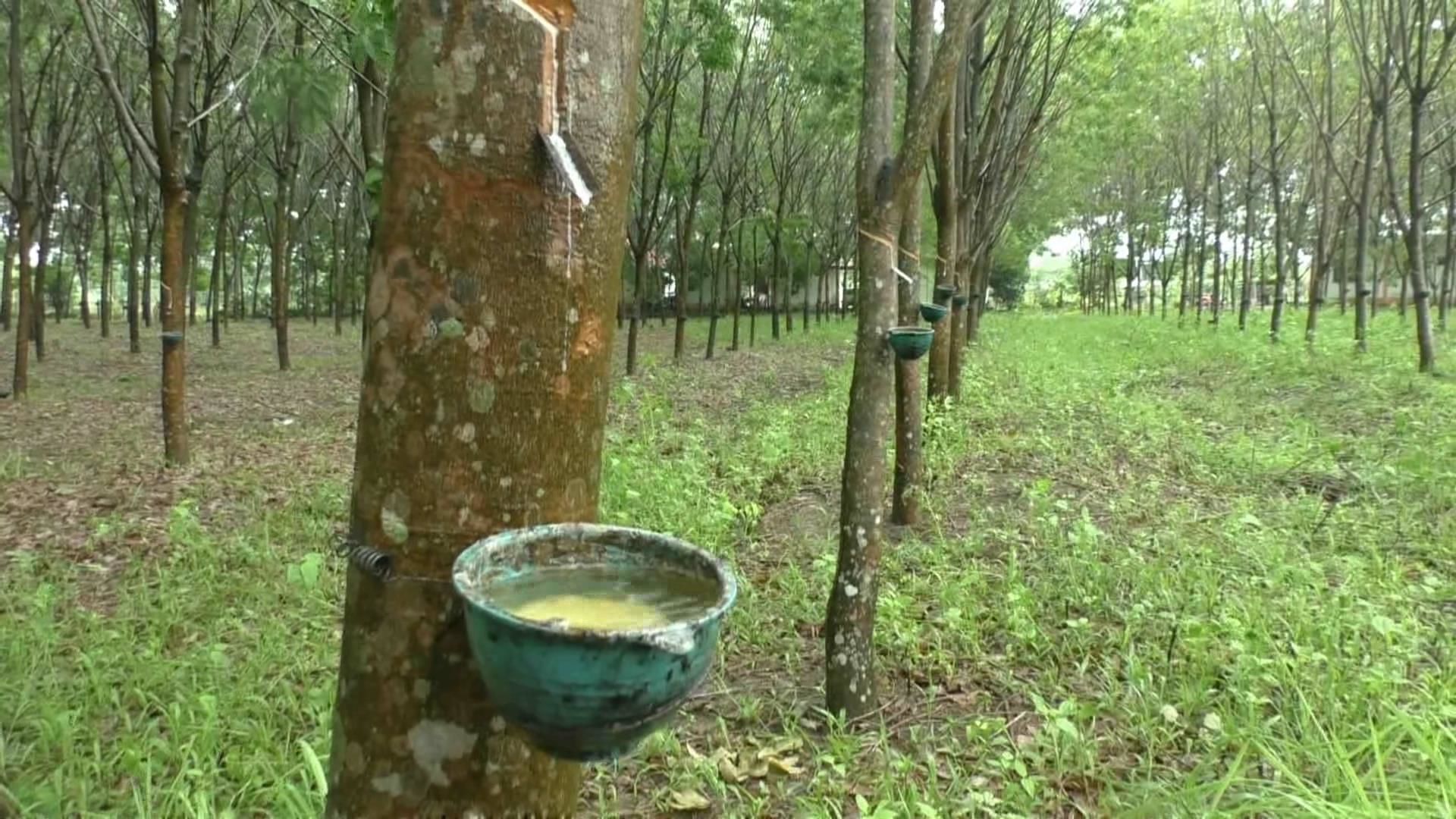 สวนยางที่ไม่ได้มีเพียงแค่ยาง…ทางออกของเกษตรกรในยุคราคายางผันผวน