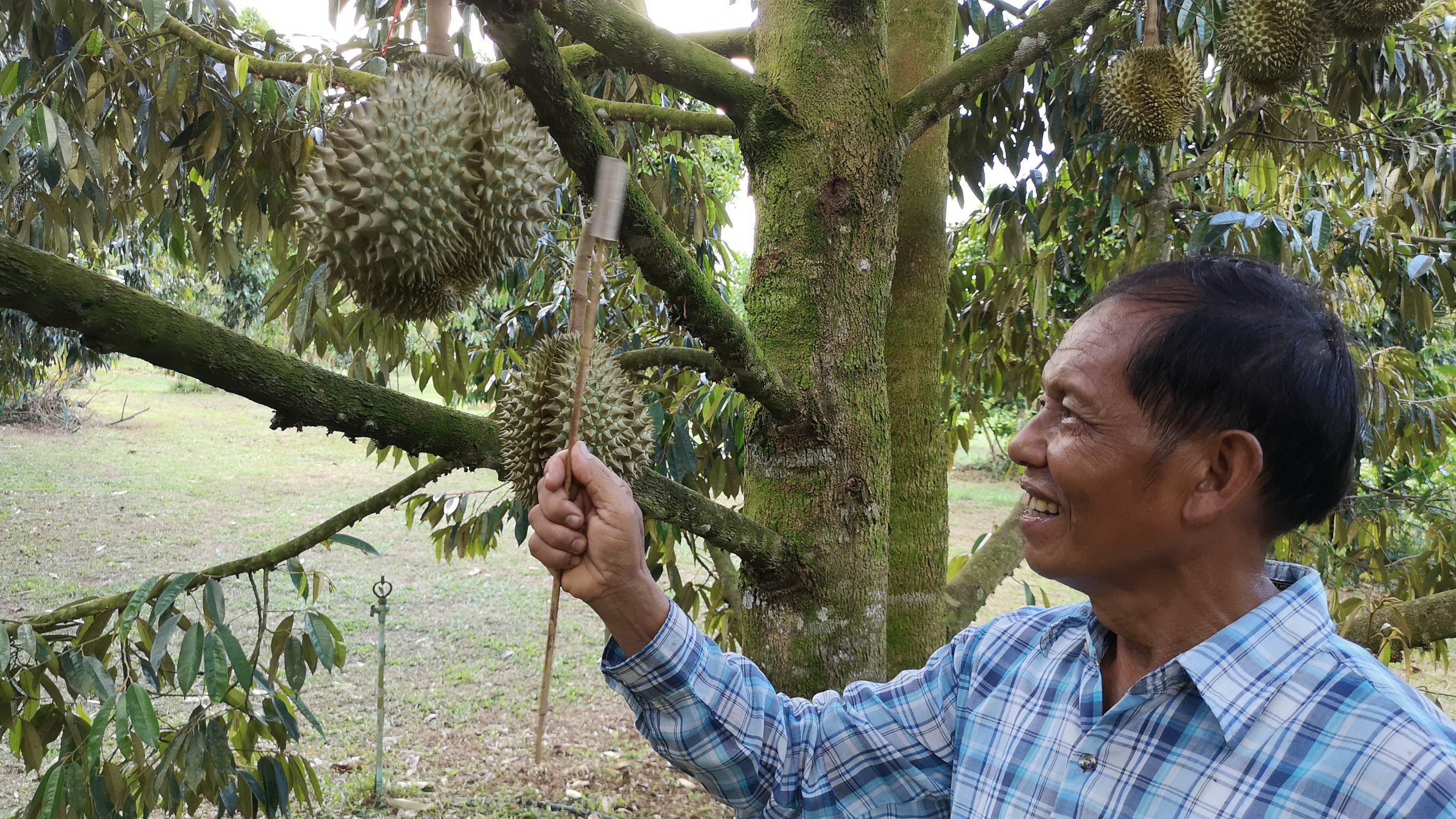 เกษตรกรตรังโค่นยางปลูกทุเรียนปลอดสารพิษขาย ปี 2561 ขายได้กว่า 1 ล้านบาท
