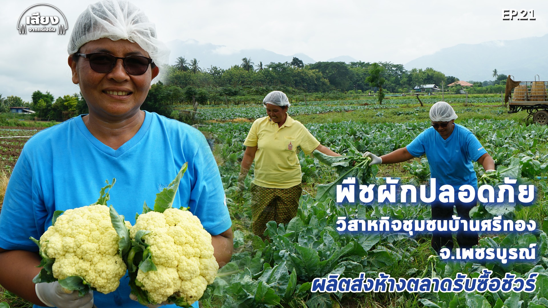 สารคดีเสียงจากแผ่นดิน #5 EP.21-วิสาหกิจชุมชนบ้านศรีทอง จ.เพชรบูรณ์ ผลิตผักปลอดภัยส่งห้างสรรพสินค้า