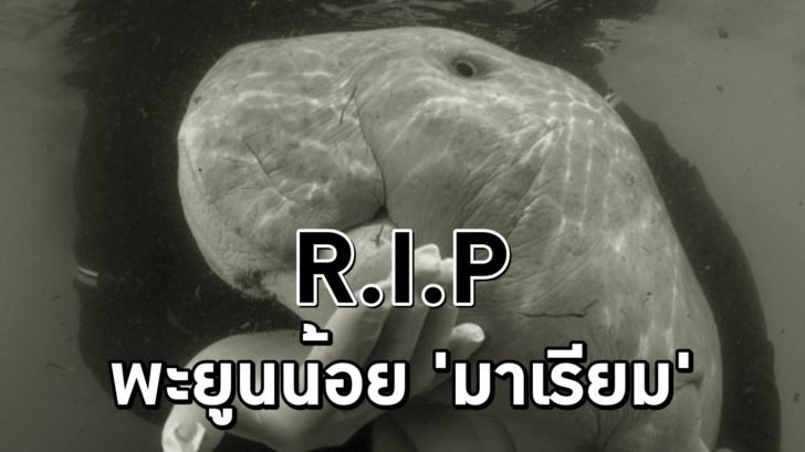พะยูนมาเรียม