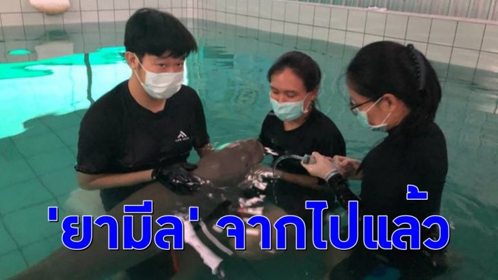 ยามีล สุดยื้อ! พะยูนน้อย ‘ยามีล’ จากไปอีกตัวแล้ว หลังมีภาวะช็อก-หัวใจหยุดเต้น
