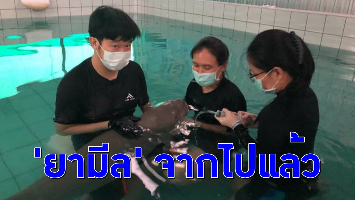 สุดยื้อ! พะยูนน้อย ‘ยามีล’ จากไปอีกตัวแล้ว หลังมีภาวะช็อก-หัวใจหยุดเต้น