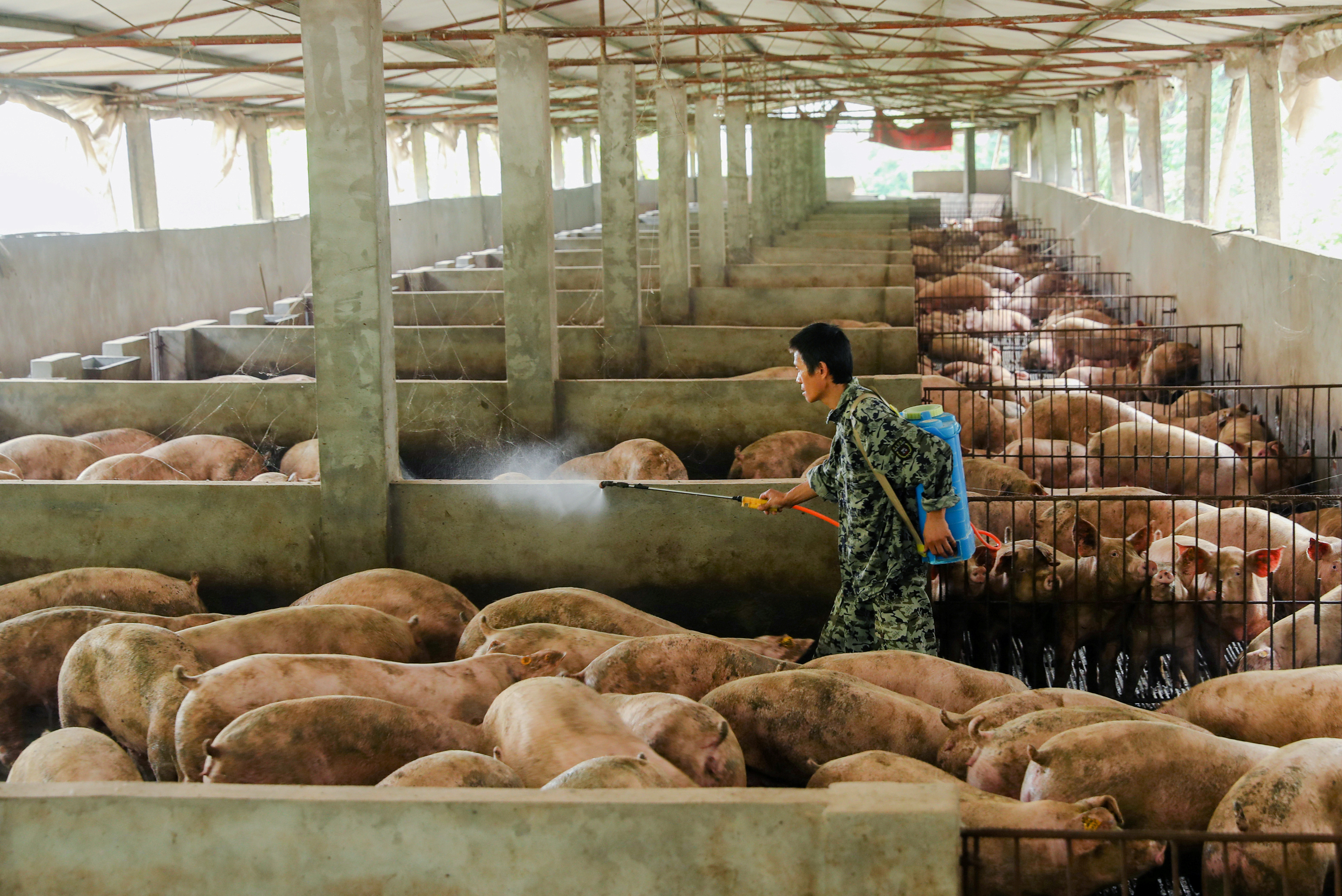 “จีน” ประมูลเนื้อหมูสำรองหมื่นตัน รับมือหมูแพงจาก “ไข้หวัดหมูแอฟริกา”