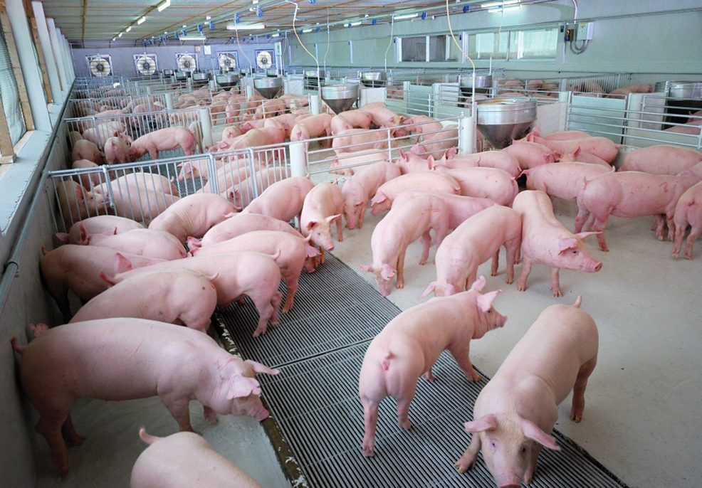 เชียงรายคุมเข้มอหิวาต์หมู