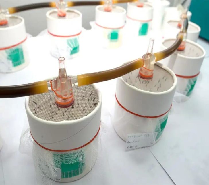 Research_area_transmission คณะเวชศาสตร์เขตร้อน ม.มหิดล ร่วมมือนานาชาติชู “นวัตกรรมฟาสต์แทร็ก” พัฒนาวัคซีนไข้มาลาเรีย