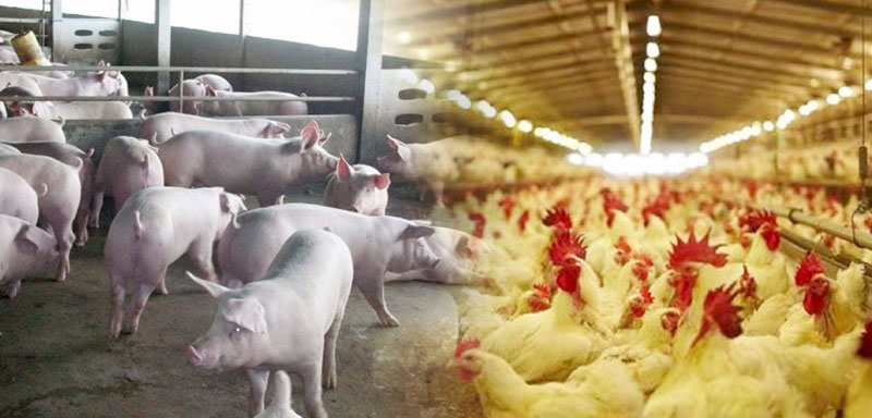 “หมูไทย-ไก่ไทย” โอกาสท่ามกลางวิกฤต ASF