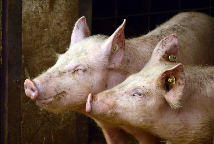 pigs-3967549_960_720