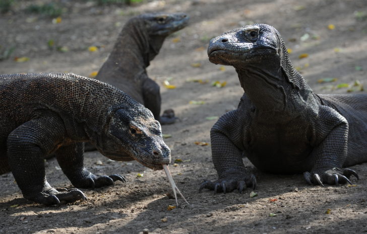 INDONESIA-ANIMAL-ENVIRONMENT-TOURISM