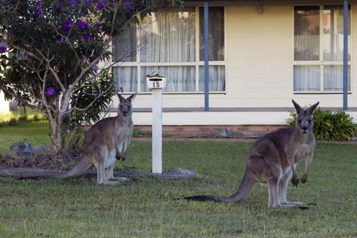 AUSTRALIA-ANIMALS-KANGAROO-CULL-FEATURE