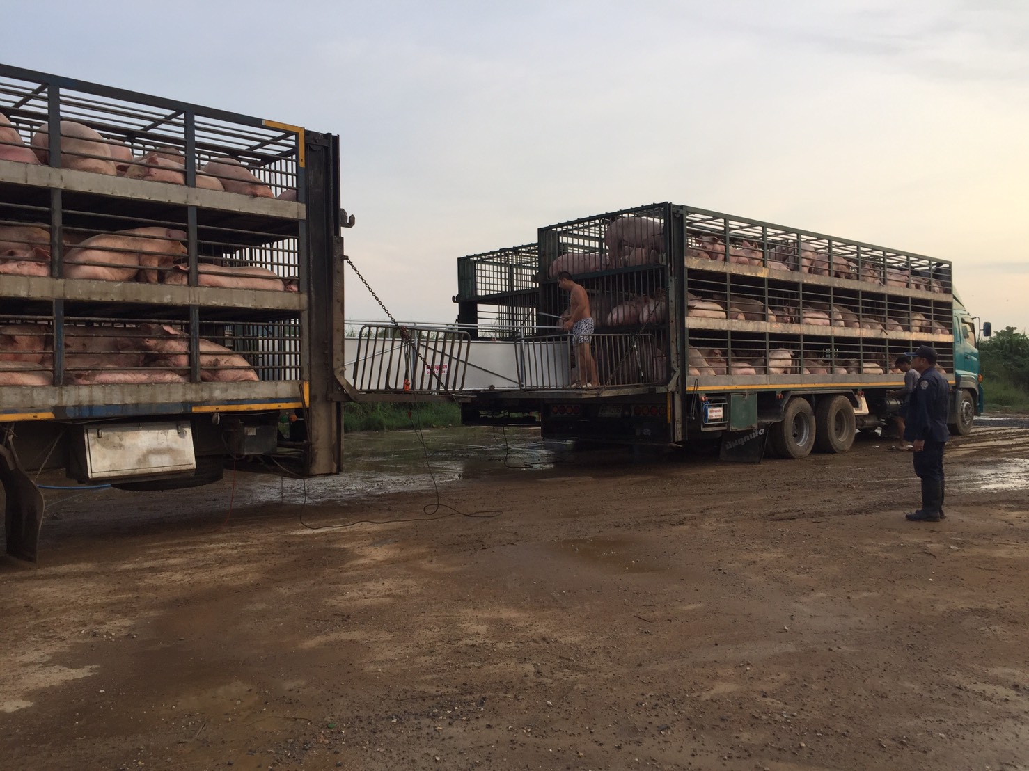อานิสงส์หมูไทยไปกัมพูชาพุ่ง ASF ระบาด “เวียดนาม-จีน” จ่อนำเข้าทดแทน