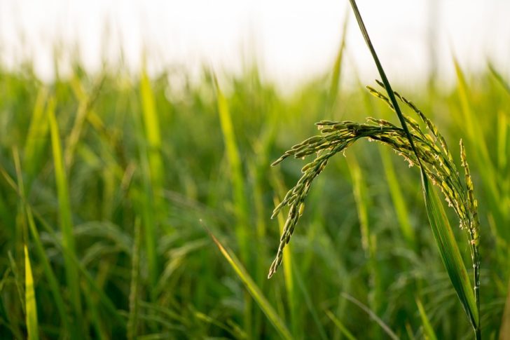rice-560046_960_720