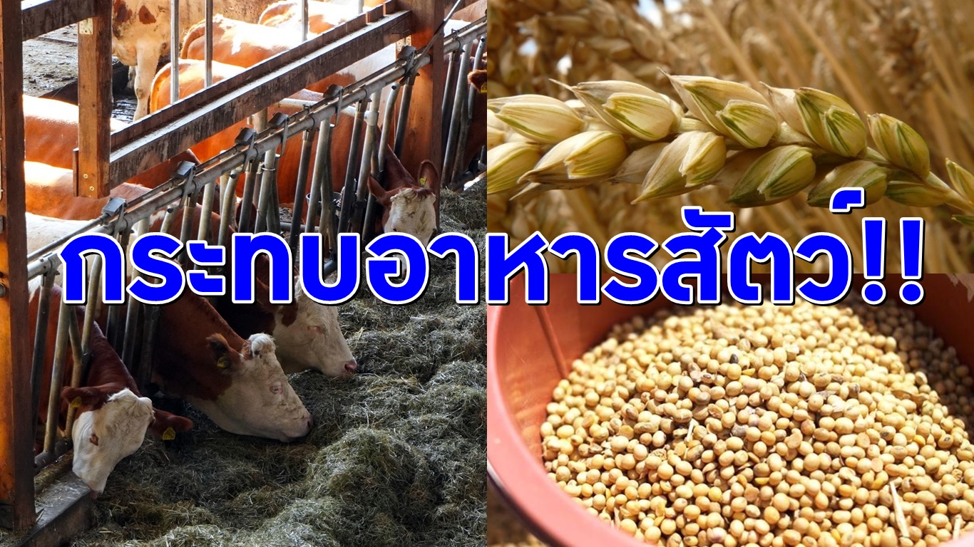 โรงงานอาหารสัตว์ป่วนหนัก US ขู่ไทยเลิกแบน “ไกลโฟเซต”