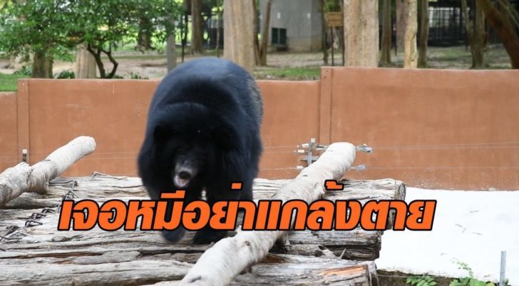 เจอหมีห้ามแกล้งตาย-728x401