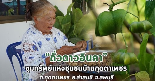 สารคดีเสียงจากแผ่นดิน#6 – EP.4 ตอน : ถั่วดาวอินคา ขุมทรัพย์แห่งชุมชนบ้านกุดตาเพชร จังหวัดลพบุรี