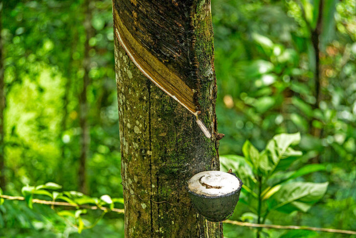 natural rubber Plantations