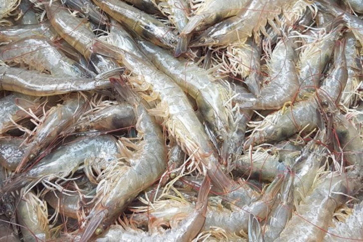 inv02060662p1กุ้งขาวแวนนาไม