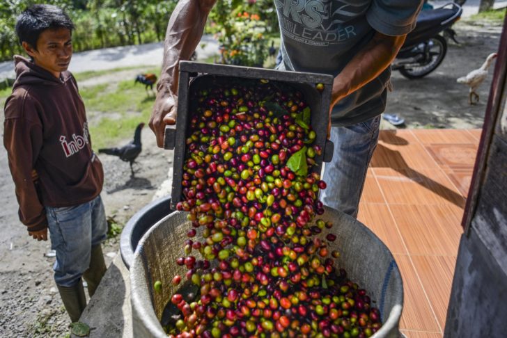 INDONESIA-COMMODITIES-COFFEE “ภัยแล้ง” อินโดฯ ทำผลผลิต “เมล็ดกาแฟ” หด หวั่นราคาพุ่ง