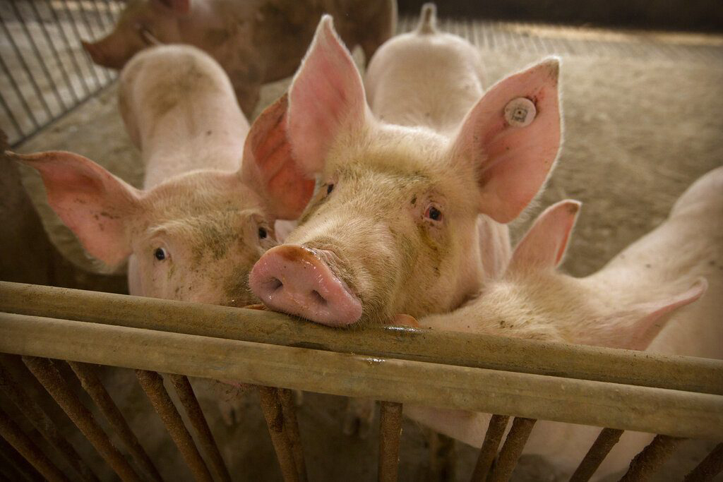 จีนเลิกแบนนำเข้าหมูแคนาดา ซีพีเอฟรับส้มหล่นโกยออร์เดอร์เต็มปี”63