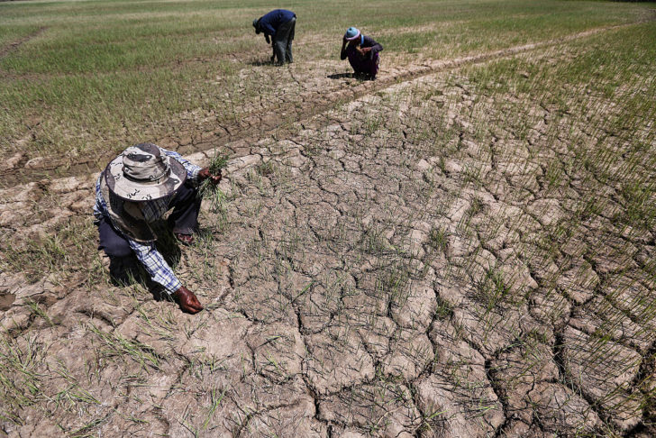 Thai Drought