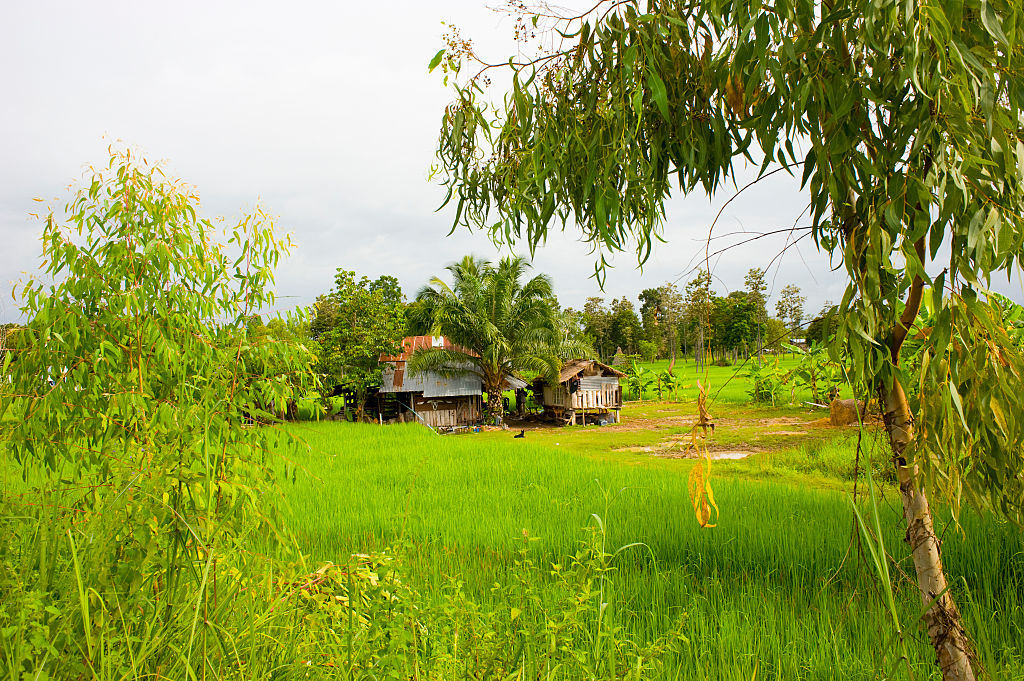 “คลัง” เตรียมออกเกณฑ์ภาษีที่ดินเพื่อเกษตรกรรม จำแนกปลูกกล้วยต้อง 200 ต้น/ไร่