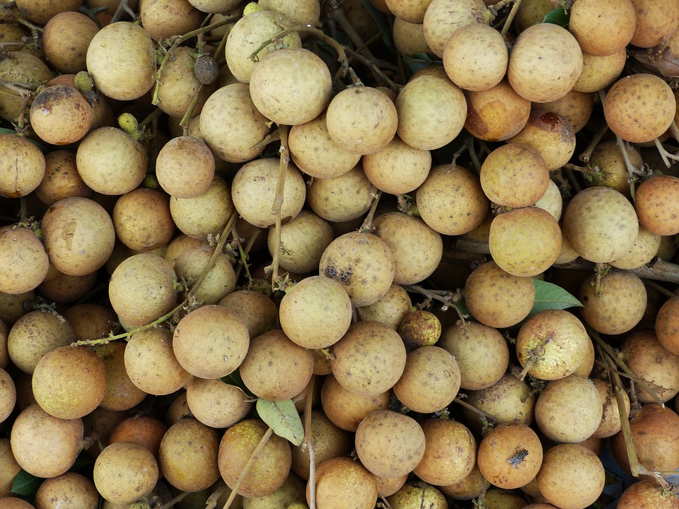 ลำไยนอกฤดูสู่ตลาดจีน โอกาสของเกษตรกรไทย