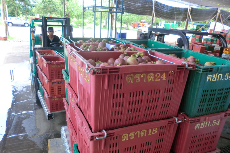 จี้รัฐแก้ส่งออกมังคุดไต้หวันก่อนเสียตลาด