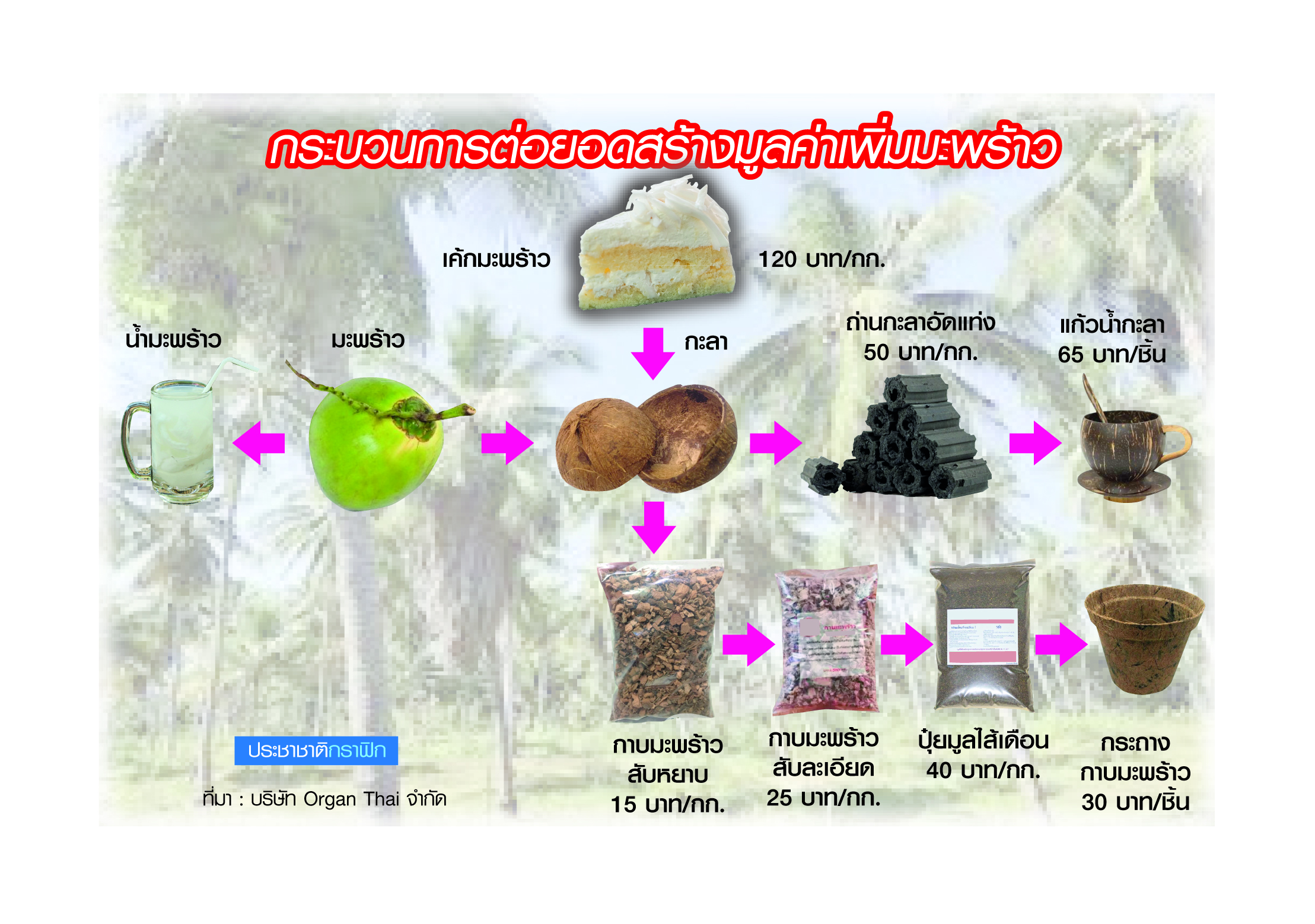 สุดเขต นราธิปภัทร No Waste มะพร้าวคว้าที่ 1 YEC
