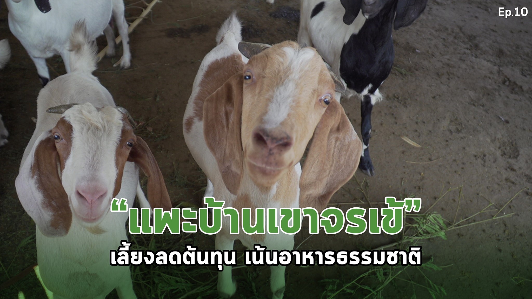 สารคดีเสียงจากแผ่นดิน#6 EP.10 ตอน : “แพะบ้านเขาจรเข้” เลี้ยงลดต้นทุน เน้นอาหารธรรมชาติ