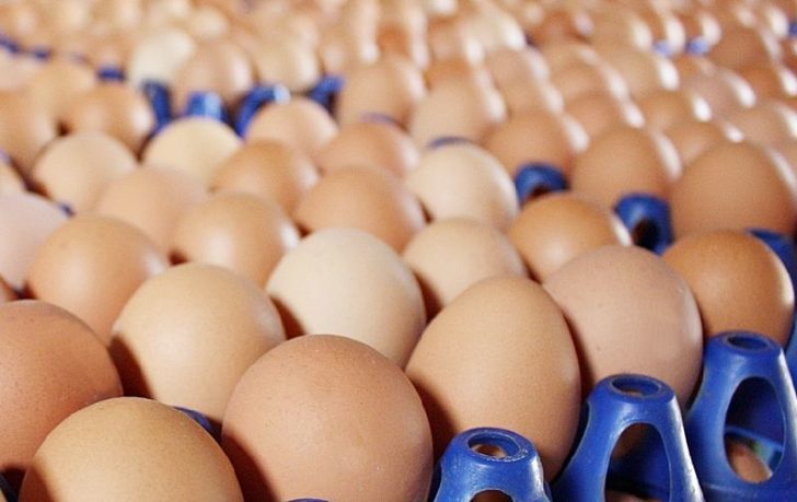 Egg Board Egg Board คงเป้าโควตานำเข้าเลี้ยงไก่ไข่พันธุ์ ปี 2563 หวั่นล้นตลาด