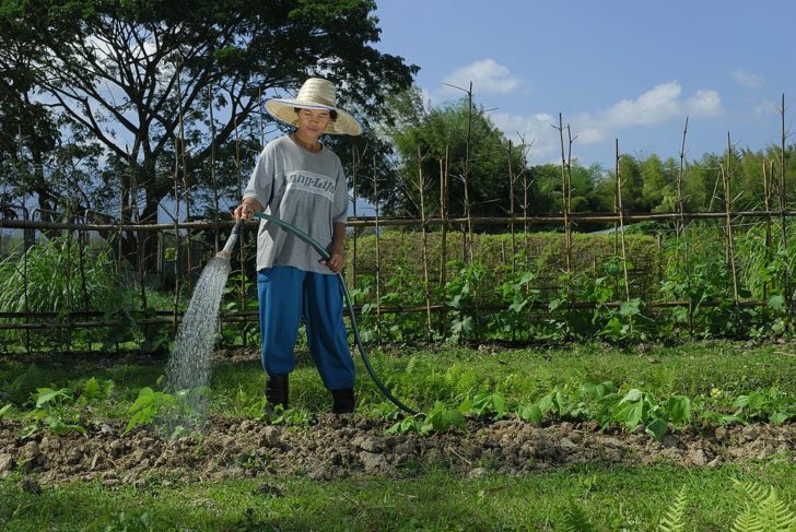 One of the resident farmers waters a vegetable patch that “มนัญญา” เฟ้นหา 500 คนรุ่นใหม่ ปูพรม 17 นิคมสหกรณ์ แมชชิ่งธุรกิจเกษตร