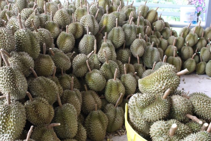 01-5 ไวรัสโควิด-ทุเรียน