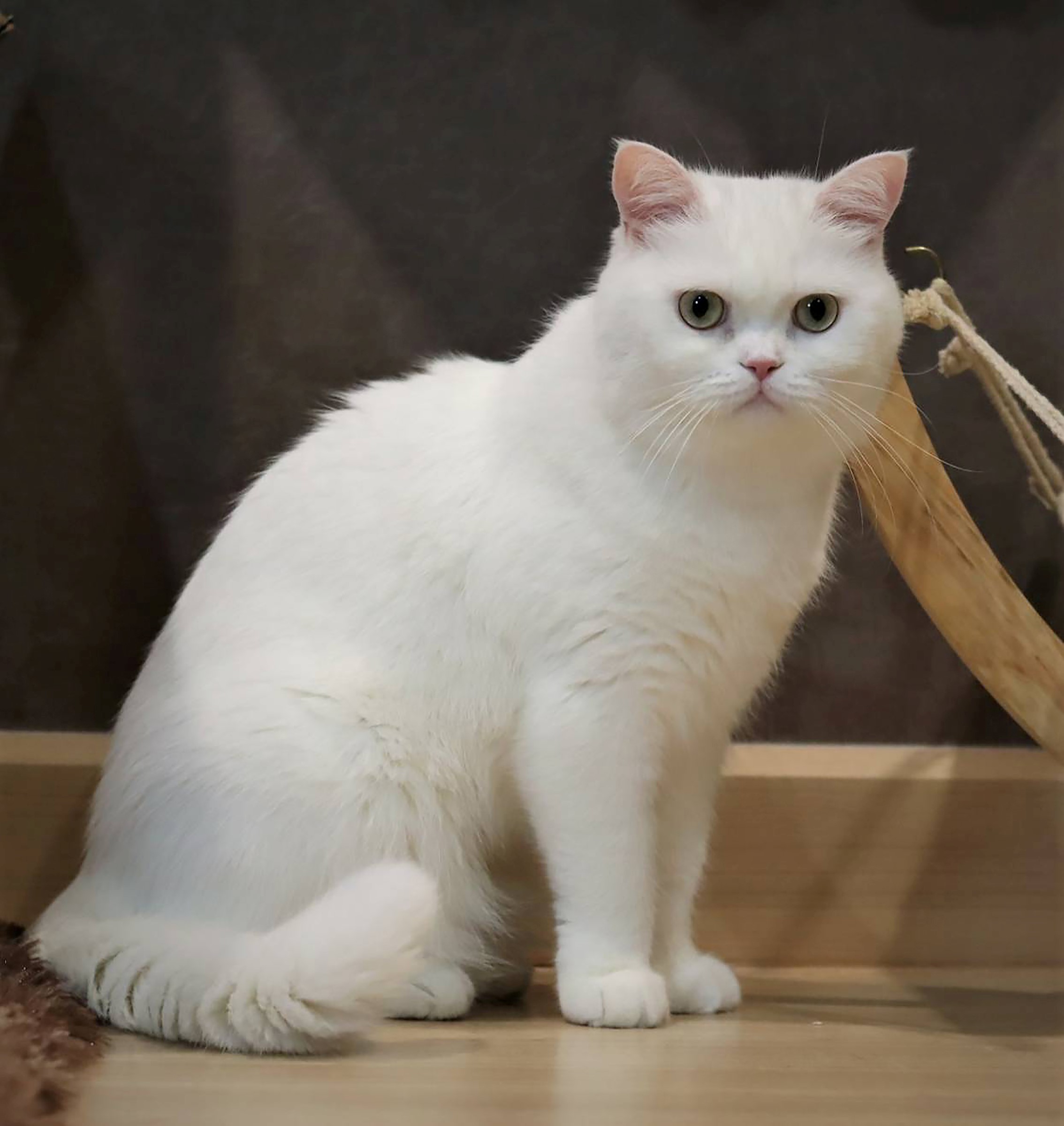 กลับมาอีกครั้ง…กับงาน Royal Canin International Cat Show 2020 ครั้งที่ 6